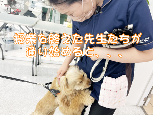 モデル犬の里帰り☆～カルメちゃん～